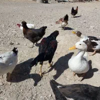 فروش خروس بجه لاری|حیوانات مزرعه|ترکمانچای, |دیوار