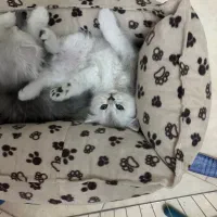 واگذاری گربه|گربه|همدان, |دیوار