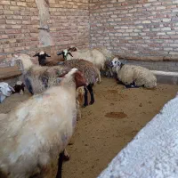 میش چاق برای داشت و کشتار|حیوانات مزرعه|پیر سلیمان, |دیوار