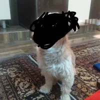 سگ گمشده پودل حوالی کرج پیداشده