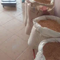 گندم|لوازم جانبی حیوانات|نیشابور, گنبد سبز|دیوار