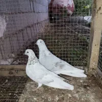 کبوتر|پرنده|بره‌سر, |دیوار