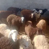 بره نر گوسفند زنده چاق چاق سرک دار