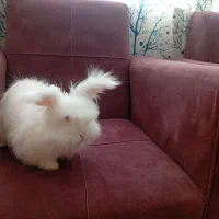 خرگوش لوپ و عروس هلندی|موش و خرگوش|یزد, |دیوار