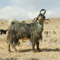 پازن یا چبش ۱ساله