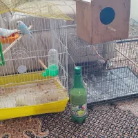 مرغ عشق|پرنده|اردبیل, |دیوار