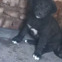 سگ سرابی معاوضه