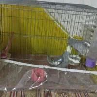 یک جفت عروس هلندی|پرنده|بجنورد, |دیوار