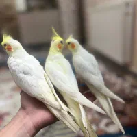 جوجه عروس هلندی ۳۰ روزه