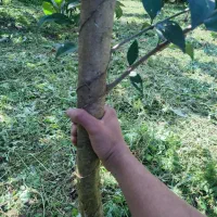 فروش گل و گیاه