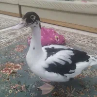 گمشده|حیوانات|بیجار, |دیوار