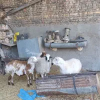 ۴عدد میش آبستن وجوان دونه ۱۲۵۰۰|حیوانات مزرعه|قائن, |دیوار