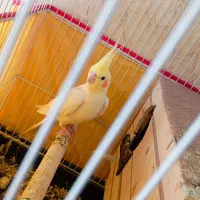 عروس هلندی مولد به شرط تخم جوجه