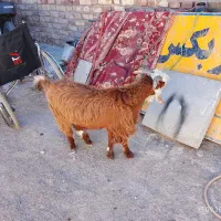 کهره نره