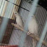 عروس هلندی آلبینو مولد