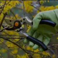 هرس کاری   شکوفه