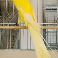 قناری رسمی بلند