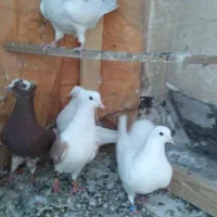 حدود ۱۰ عدد کبوتر حراج