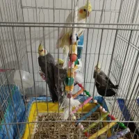 عروس هلندی|پرنده|آوج, |دیوار