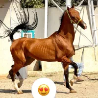 ترکمن آخال تکه اخته پرشی