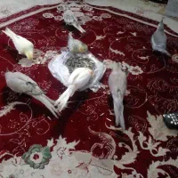 عروس هلندی های عالی ودرجه یک