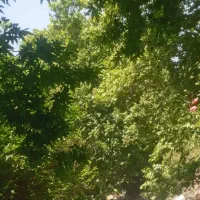 باغ ویلا