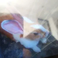 خرگوش خانگی