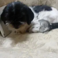 توله سگ