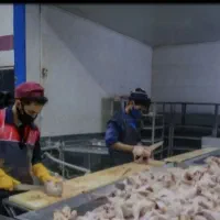 بیخس کاری و قطعه بندی مرغ در کشتارگاه