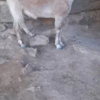 ۳تا بز آبستن برا فروش