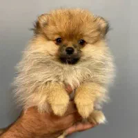 پامر خرسی توله پامر سگ