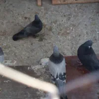 بوم کبوتر پر|پرنده|بروجن, |دیوار