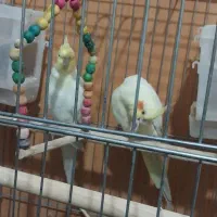 یه جفت عروس هلندی بشرط رام لوتینو شرابی جوجه داده