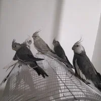 یک جفت عروس هلندی مولد و سه جوجه