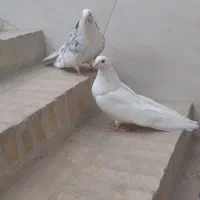 یک جفت کبوتر|پرنده|اردکان, |دیوار