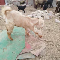 تیشتر عدانی هلی|حیوانات مزرعه|خورموج, |دیوار