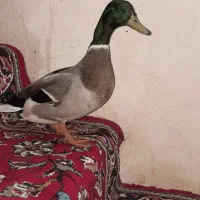 اردک نر پروازی مخصوص نما یا نمخال