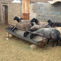 بز میش قوچ نربز