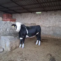 گاو و گوساله