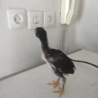 جوجه لاری|حیوانات مزرعه|کرمانشاه, |دیوار