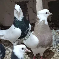 چند جفت طوقی ضمانتی|پرنده|فیروزآباد, |دیوار