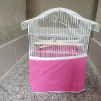 قفس عروس هلندی