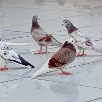 کبوتر اصل به شرط|پرنده|بندر امام خمینی, |دیوار