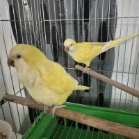 راهب