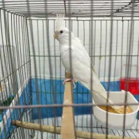 عروس هلندی آلبینو مولد|پرنده|گنبد کاووس, |دیوار