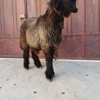 بره تخمی رگ دار|حیوانات مزرعه|کوهرنگ, |دیوار