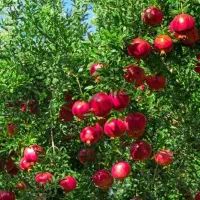 انار یزدی درشت و صادراتی/بدون کود شیمیایی