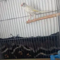 فروش ماده پرتقالی ماده سفید|پرنده|شیراز, کوشک میدان|دیوار