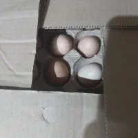 تخم مرغ محلی|خوردنی و آشامیدنی|سبزوار, توحیدشهر|دیوار