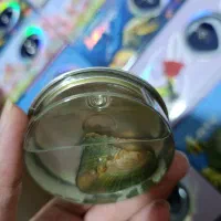 مروارید عشق گردنبد استیل|بدلیجات|قشم, |دیوار